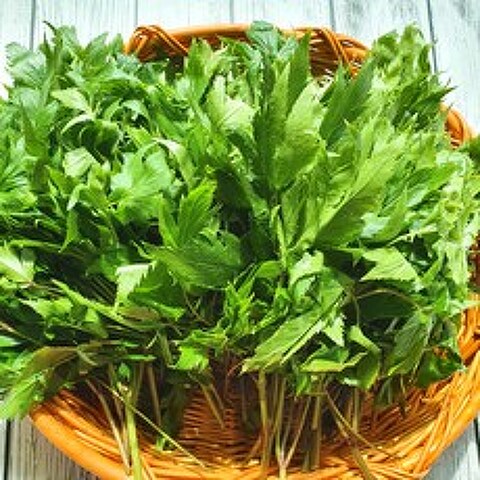 신선한 당귀 생당귀 당귀잎 쌈 채소 야채1kg 2kg 한박스, 당귀/1kg