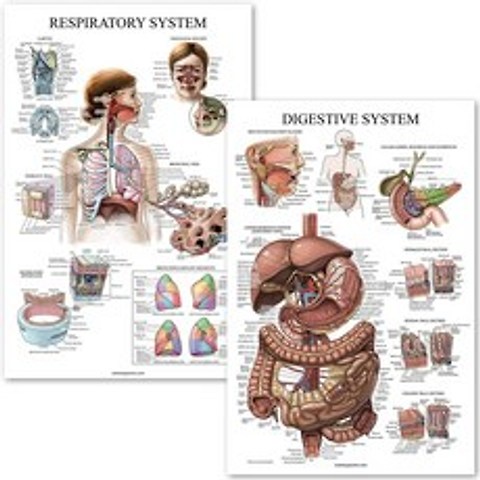 소화 시스템 & 호흡 시스템 해부 포스터 - 적층된 2차트 세트 - 18