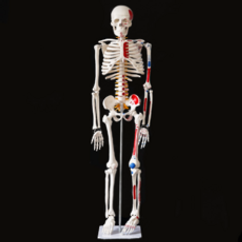 카르빈스포츠 뼈모형 인체 골격 (85cm) 인체모형