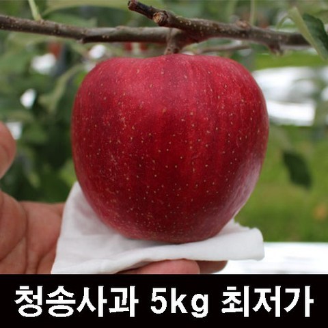 청송사과 부사 꿀 못난이 흠집 10kg 5kg 얼음골 껍질째먹는 가정용 경북 사과, 가정용 흠집사과(소과)5KG(21과~23과)