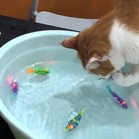 묘심 LED 로봇 물고기 고양이 장난감 4p 세트, 랜덤 발송, 1세트