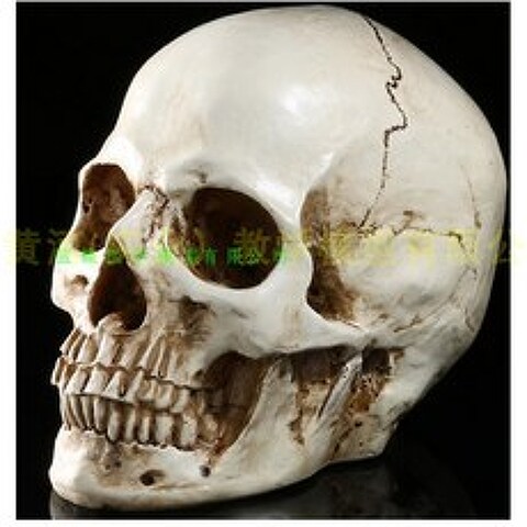 해부학 학습 교구 두개골 모형 피규어 근골격 스케치 정형외과 수지 재질, 한쪽 턱 (분리 불가)
