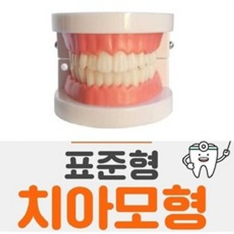 표준형 표준형 치아모형 모형치아 이빨모형 구강모형 교재
