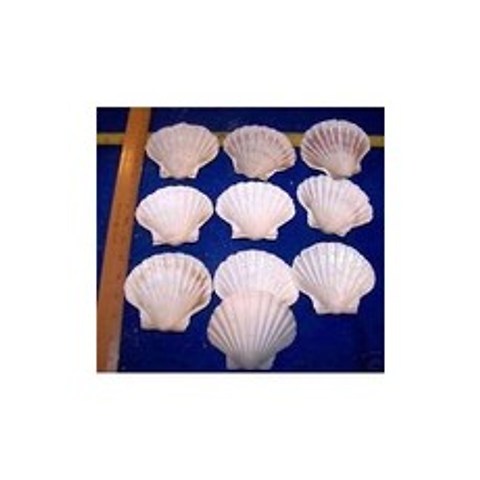 6 Giant Baking Scallops Scallop Scallop Seafood Cooking Bark Cooking 4 1 2 Beach Navigation Decoration, 본상품