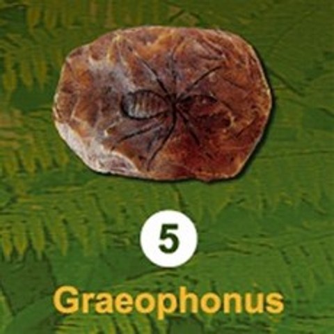 곤충화석발굴 - 고대거미 Graeophonus IF5