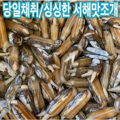 [서해바다 당일채취] 싱싱한 서해갯벌 맛조개 1kg