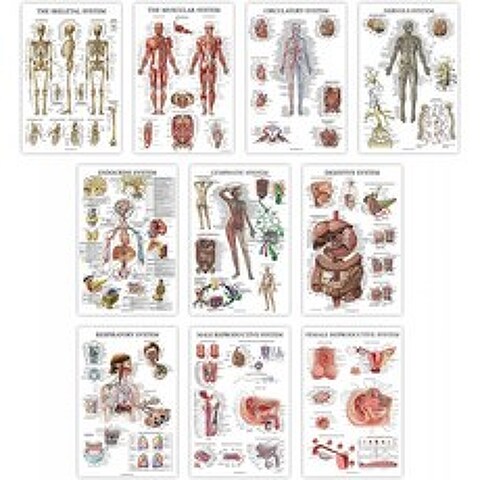 10팩 - 해부용 포스터 - 종이(라미네이트되지 않음) - 근육 골격 소화기 호흡기 순환기 내분비 림프 남성 & 여성, 단일옵션