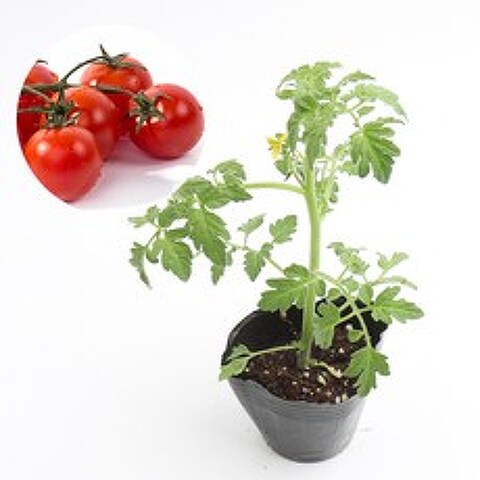 갑조네 젤리토마토 모종 2개 젤리마토 텃밭 열매 모종 체험학습, 젤리토마토(빨강)2개