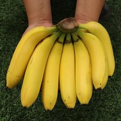 국산 바나나 유기농 고당도 바나나 1.5kg 2.5kg
