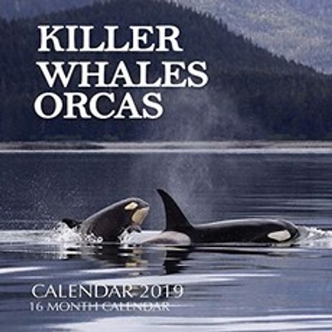 범고래 범고래 달력 2019 : 16 개월 달력, 단일옵션