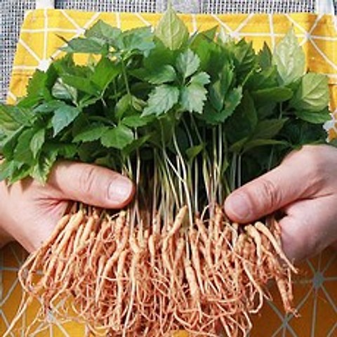 장성 새싹삼 특허재배 당일수확발송, 1박스, 한잎미니x110뿌리
