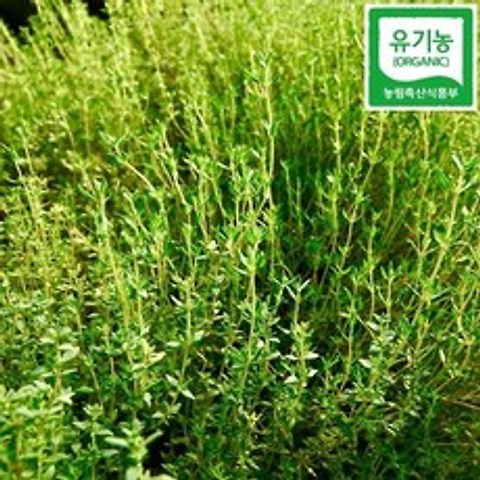 신선한[당일수확 산지직송] 유기농 타임(커먼&레몬) 생잎 50g 100g, 1개