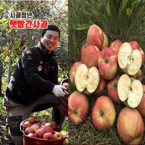 시골청년 새콤달콤 아삭한 가정용 흠집 사과 꿀부사, 1box, 4kg 소과(15-22과)