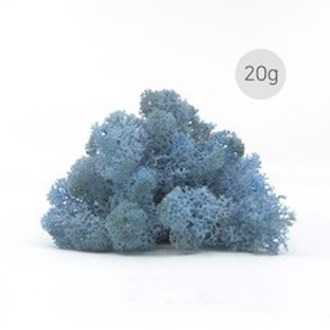 비오스 스칸디아모스 20g-천연이끼 공기정화식물, 14번