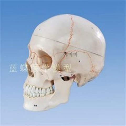 교육용 실습 인체해부모형 뼈 해골 전신 1:1 의학 시뮬레이션 사람 두개골 모형 골심선두, A
