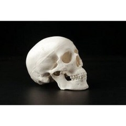 인체모형 해부학 인체구조 뼈 해골 관절피규어 골격 장기위치 두개골 모형, 03 1:1 컬러 두개골