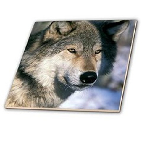 North America USA Minnesota. Wolf (Canis Lupus) - Us24 Gje0012 - Gavriel Jecan - Ceramic Tile 12-Inch (ct_91386_4), 본상품