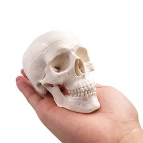 인체모형 소형 두개골 모형 교육을위한 소형 인간 의학 해부학 성인 머리 뼈
