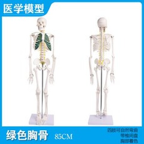 85cm 인체 신경 근육 뼈 해골 골격 모형 전신 해부, 85cm[대척추신경 및 간추반]녹색가슴뼈개
