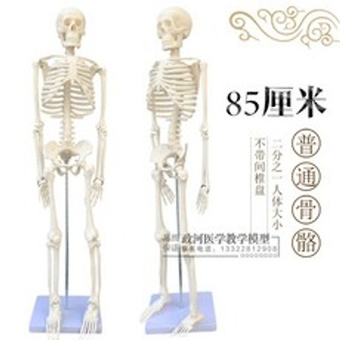 해골모형실습 간호사의사 뼈모양모형 인체 국시, 85cm 일반 뼈 모형
