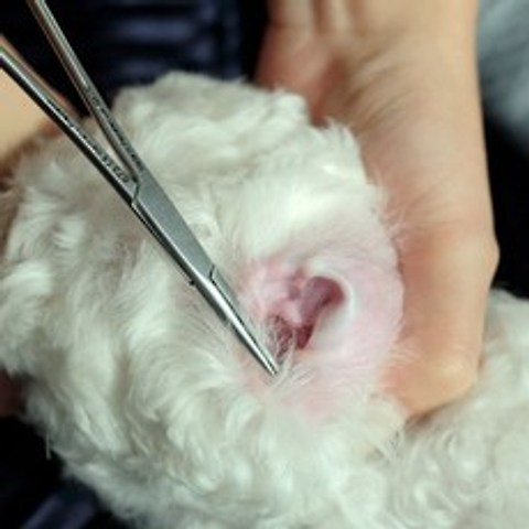 강아지귀 귓병 귀염증 외이염 관리 귀털뽑기 귀관리 가위2종, 1개, 곡선형