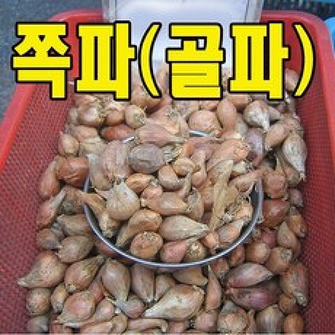 쪽파 (200g) 골파 골파씨앗, 상세페이지 참조