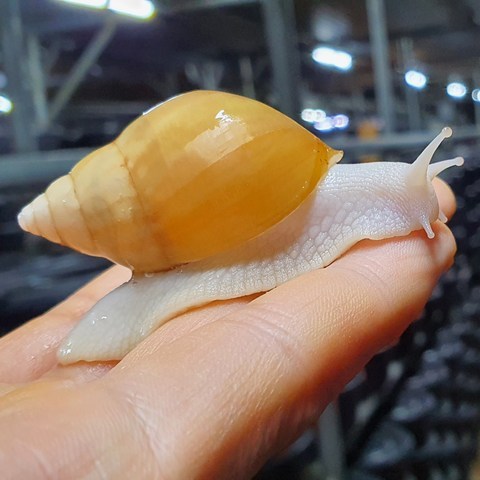양평달팽이농장 애완달팽이 백와 금와 흑와(4~5cm), 금와(4~5cm)