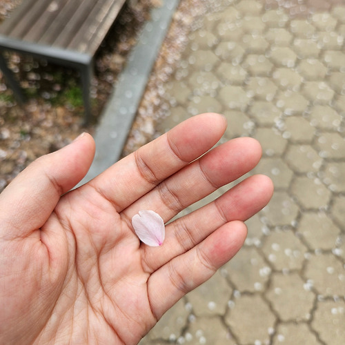 캐리비안 스터드필 이미지