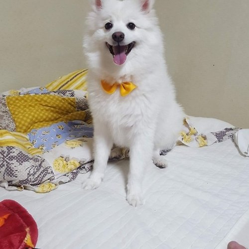 카지노 가입 쿠폰필 이미지