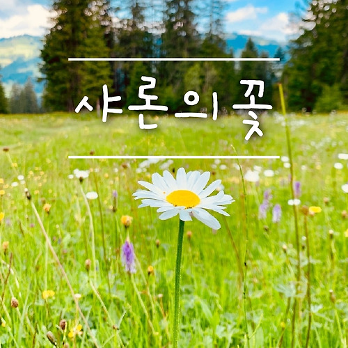 카지노 룰렛 사이트필 이미지