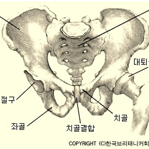 남성 생식계 정면도