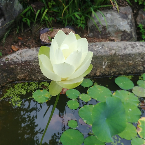 슬롯생각필 이미지