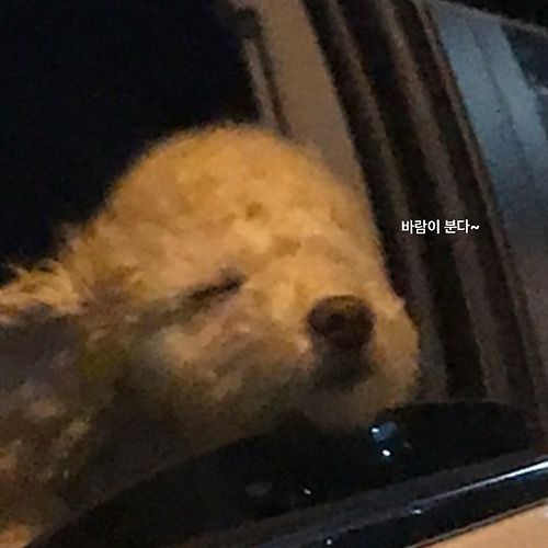 파이고우 포커필 이미지