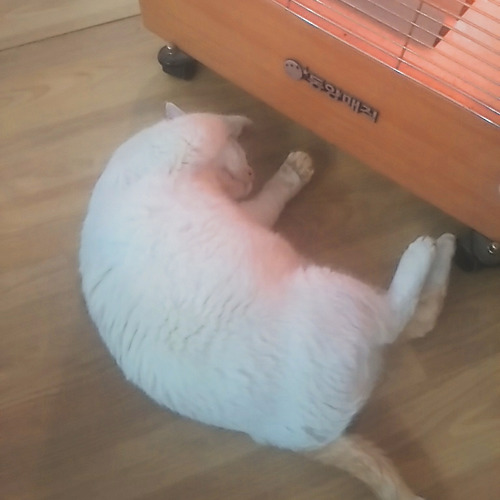 토토 바카라 사이트필 이미지