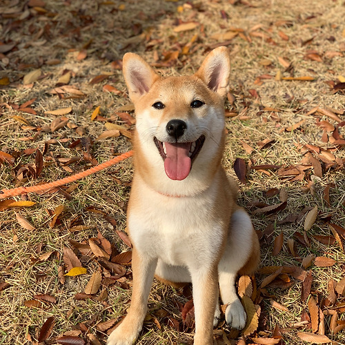 프로필 이미지