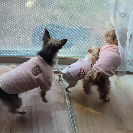 개와 고양이는 친구<br>되기 힘든가요?<br>