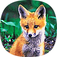 FoxTech 4.0, 블로그 홈