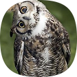 행운부엉  🦉, 블로그 홈