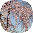홍차의 꿈, 블로그 홈