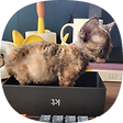 INTP 집사와 고양이, 블로그 홈