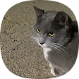 CHOONE, 블로그 홈