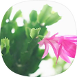 夏のかけら, 블로그 홈