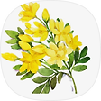 youngflower, 블로그 홈