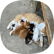 nyancoder, 블로그 홈
