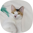 고양이 집사의 개발 블로그, 블로그 홈