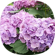 In Pace, 블로그 홈