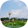 민들레, 블로그 홈
