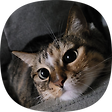 Coder's Cattitude, 블로그 홈