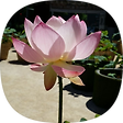 華 嚴 經, 블로그 홈