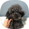 COCO World, 블로그 홈